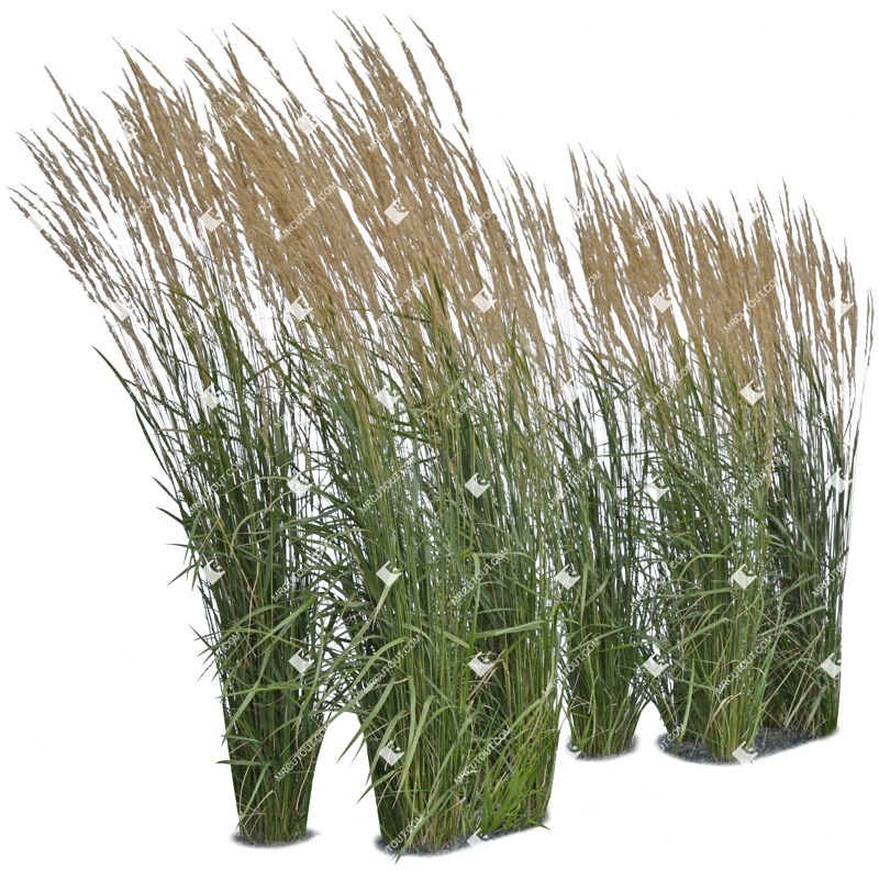 Cut out wild grass calamagrostis acutiflora png vegetation (5289)