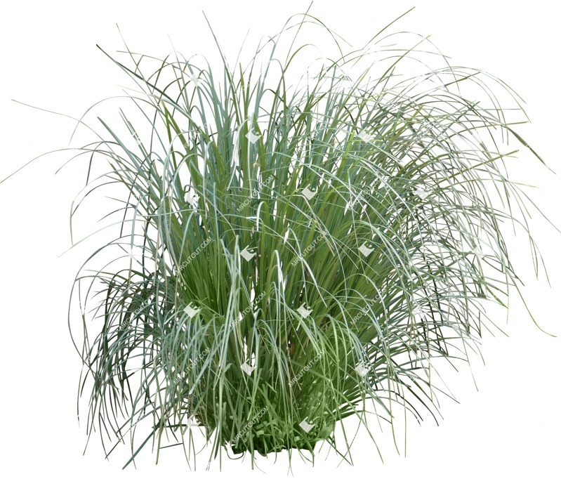 Cut out wild grass carex morrowii cut out vegetation (15143)