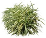Png wild grass carex oshimensis plant cutouts (15579) | MrCutout.com - miniature