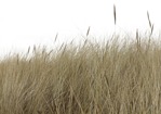 Wild grass grass  (513) - miniature