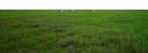 Wild grass grass cut out foreground png (1318) - miniature