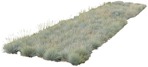 Cut out wild grass helictotrichon sempervirens cutout plant (5161) - miniature