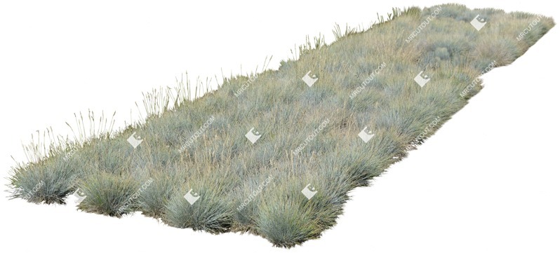 Cut out wild grass helictotrichon sempervirens cutout plant (5206)
