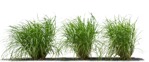 Png wild grass miscanthus sinesnsis zebrinus png vegetation (8214) - miniature
