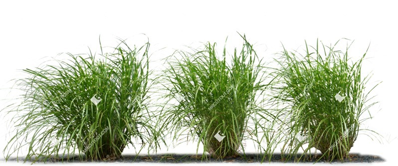 Png wild grass miscanthus sinesnsis zebrinus png vegetation (7929)