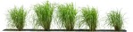 Cut out wild grass miscanthus sinesnsis zebrinus png vegetation (8215) - miniature