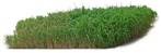 Png wild grass miscanthus sinesnsis zebrinus png vegetation (9309) - miniature