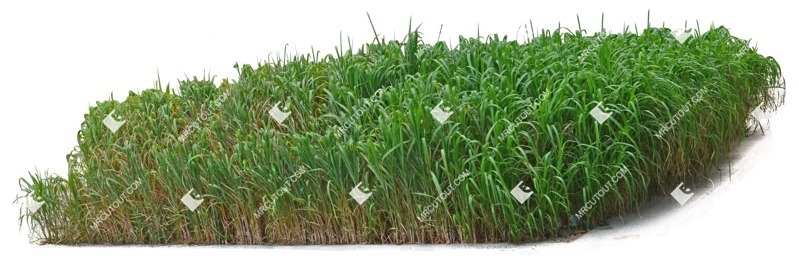 Png wild grass miscanthus sinesnsis zebrinus png vegetation (9400)