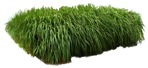 Cut out wild grass miscanthus sinesnsis zebrinus png vegetation (9310) - miniature