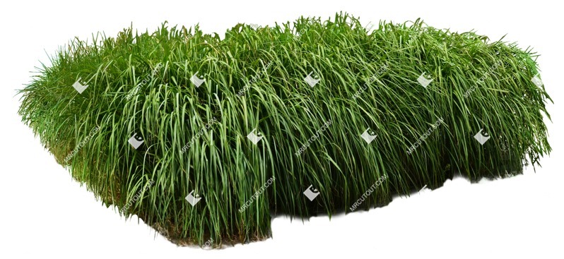 Cut out wild grass miscanthus sinesnsis zebrinus png vegetation (9028)