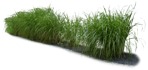 Cut out Wild Grass Miscanthus Sinesnsis Zebrinus 0005 | MrCutout.com - miniature