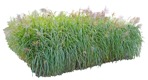 Cut out wild grass miscanthus sinesnsis zebrinus vegetation png (9841) - miniature