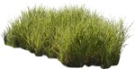 Cutout wild grass miskanthus sinesnsis zebrinus vegetation png (5843) - miniature
