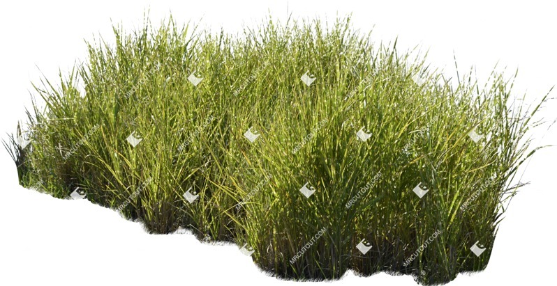 Cutout wild grass miskanthus sinesnsis zebrinus vegetation png (5899)