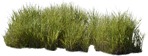 Cut out Wild Grass Miskanthus Sinesnsis Zebrinus 0002 | MrCutout.com - miniature