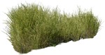 Cutout wild grass miskanthus sinesnsis zebrinus vegetation png (5846) - miniature