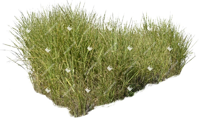 Png wild grass miskanthus sinesnsis zebrinus vegetation png (5925)