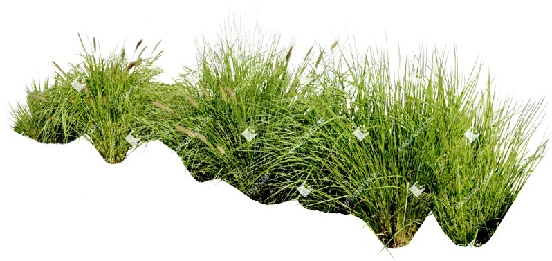 Cut out wild grass miskanthus sinesnsis zebrinus vegetation png (6371)