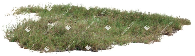 Cut out wild grass paspalum vaginatum png vegetation (19394)
