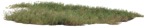 Cutout wild grass paspalum vaginatum vegetation png (18649) - miniature