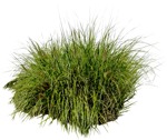 Wild grass pennisetum  (6370) - miniature