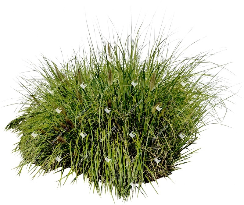 Png wild grass pennisetum vegetation png (6370)