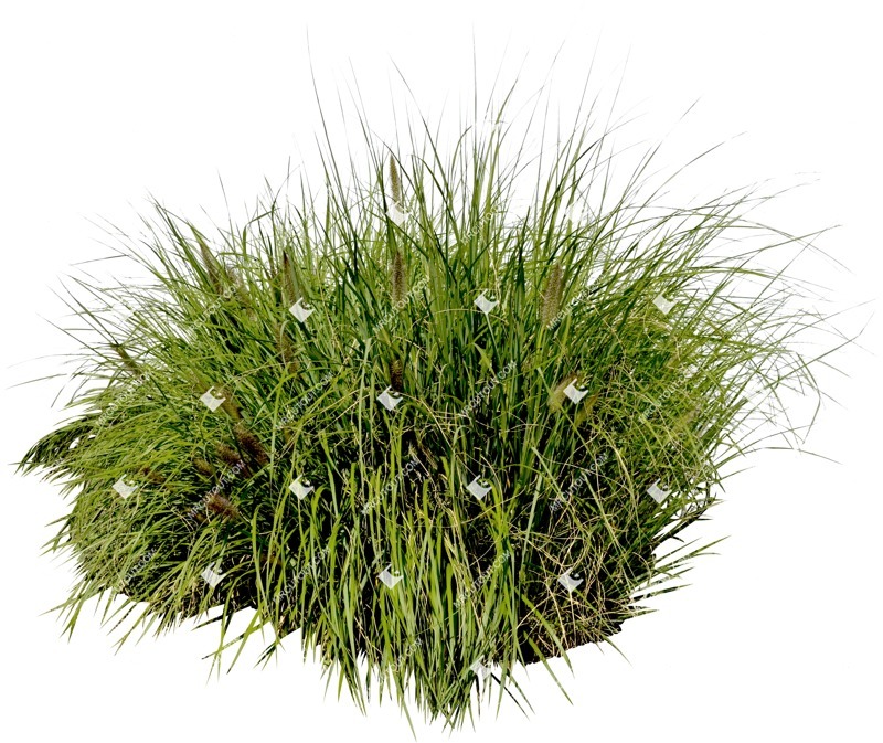 Png wild grass pennisetum vegetation png (6370)