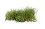 Cut out wild grass pennisetum plant cutouts (6571) - miniature
