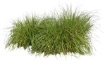 Cut out Wild Grass Other Vegetation Pennisetum 0002 | MrCutout.com - miniature