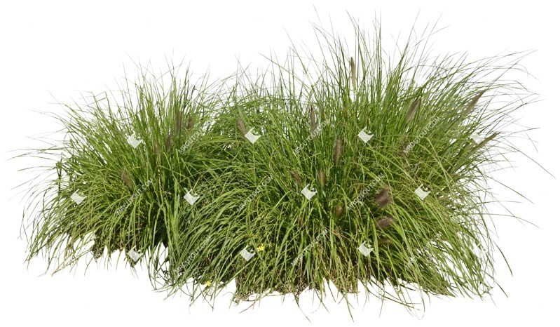 Png wild grass pennisetum vegetation png (5148)