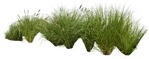 Cutout wild grass pennisetum png vegetation (5006) - miniature