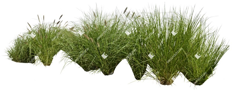 Cutout wild grass pennisetum png vegetation (5051)