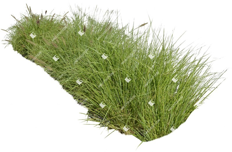 Cutout wild grass pennisetum png vegetation (5270)