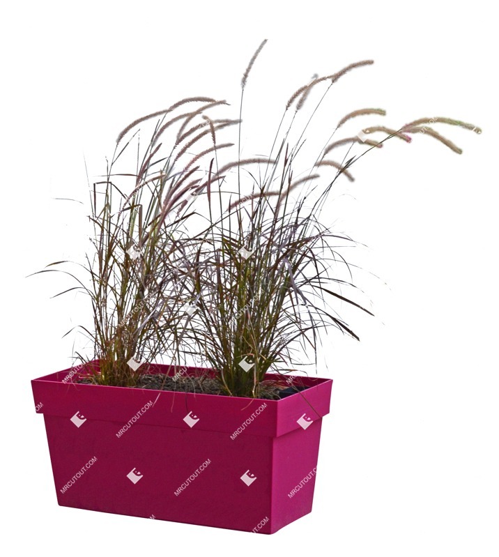 Png wild grass pennisetum sataceum cutout plant (11491)
