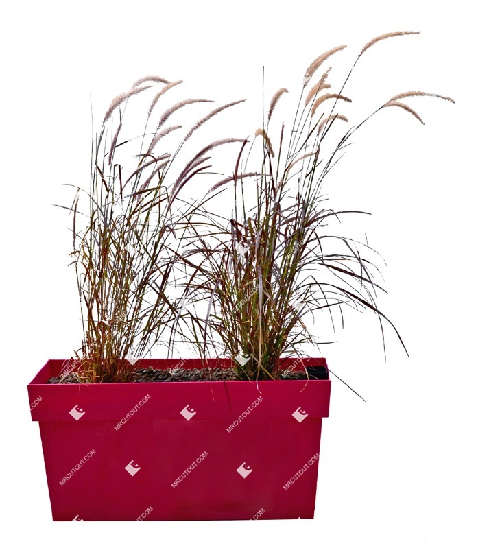 Cut out wild grass pennisetum sataceum cutout plant (11490)