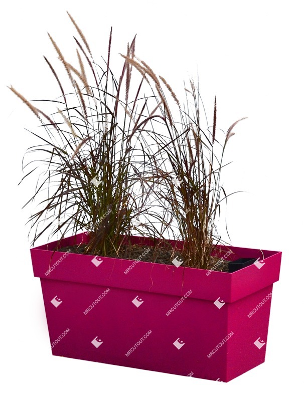Cutout wild grass pennisetum sataceum cutout plant (11489)