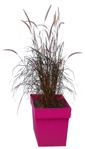 Png wild grass pennisetum sataceum cutout plant (12366) | MrCutout.com - miniature