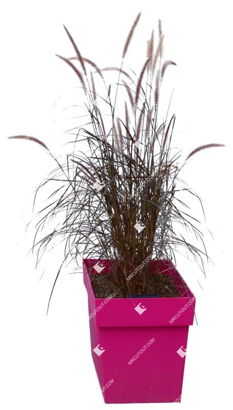 Png wild grass pennisetum sataceum cutout plant (11435)