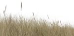 Wild grass phalaris aquatica grass  (514) - miniature