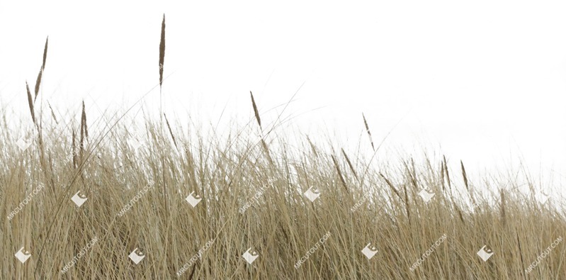 Cut out wild grass phalaris aquatica grass plant cutouts (514)