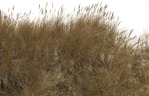 Wild grass phalaris aquatica grass  (496) - miniature