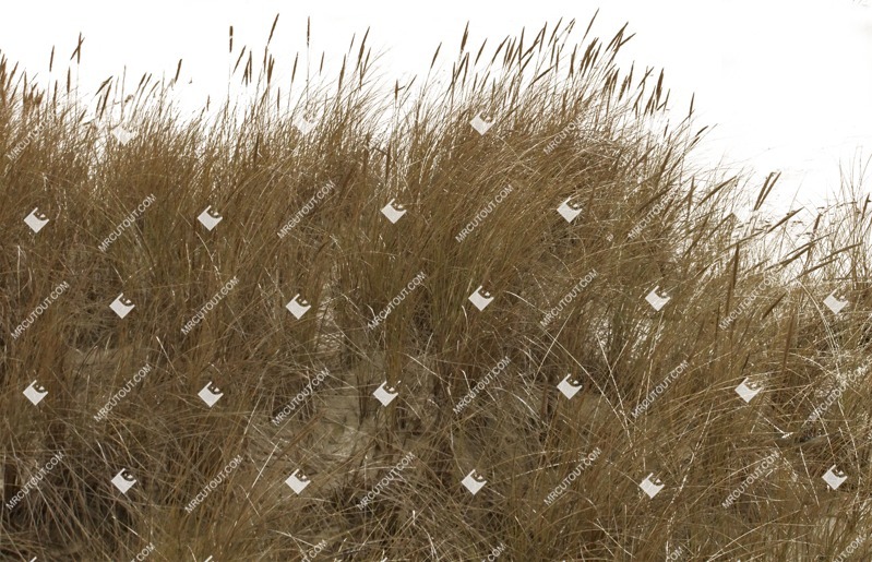 Cut out wild grass phalaris aquatica grass cutout plant (496)