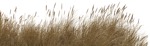 Cut out Wild Grass Phalaris Aquatica Grass 0003 | MrCutout.com - miniature