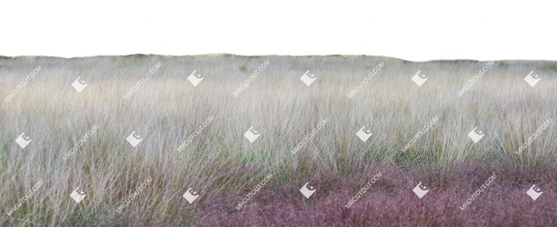 Cut out wild grass phalaris aquatica grass cut out plants (1333)