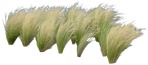 Cut out Wild Grass Stipa 0002 | MrCutout.com - miniature