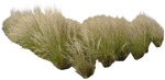 Cutout wild grass stipa cutout plant (5162) - miniature