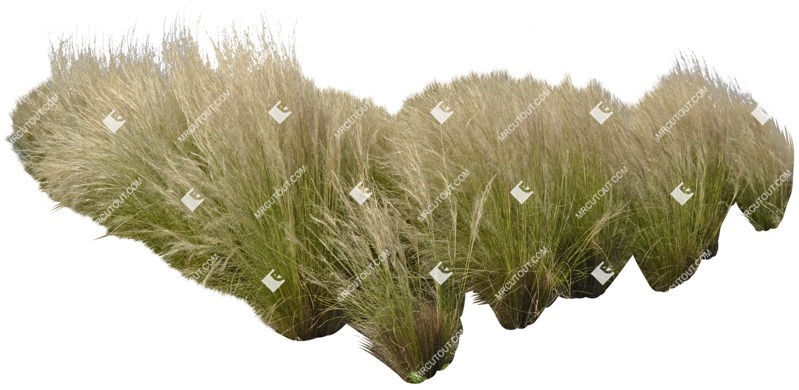 Cutout wild grass stipa cutout plant (5357)