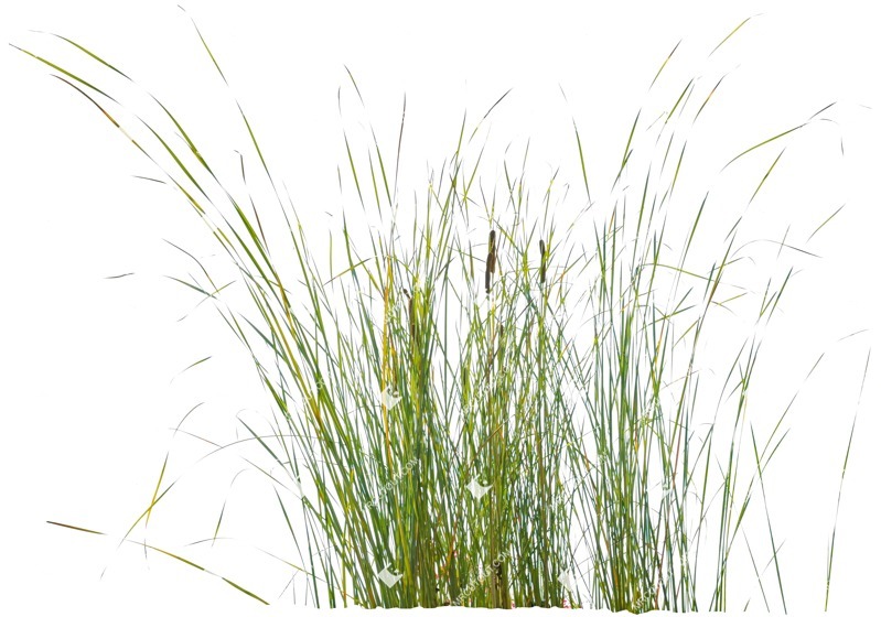 Cut out wild grass typha angustifolia cut out vegetation (4792)