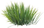 Cutout wild grass typha angustifolia png vegetation (3824) - miniature