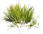 Png wild grass typha latifolia png vegetation (4401) - miniature